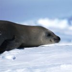 Antarctica photos 2 226